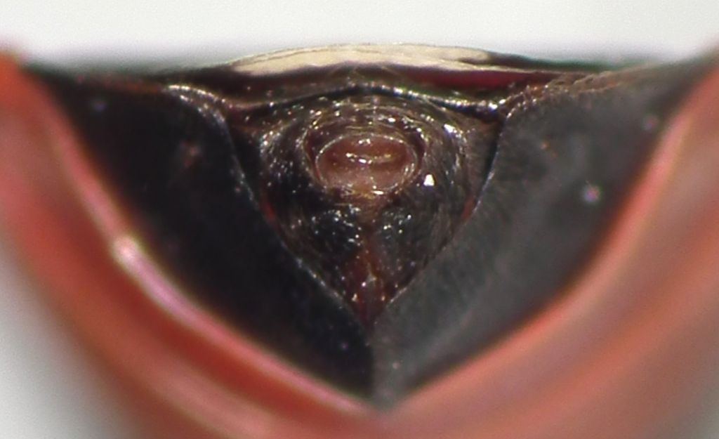 Lygaeidae:   Horvathiolus superbus